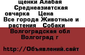 щенки Алабая (Среднеазиатская овчарка) › Цена ­ 15 000 - Все города Животные и растения » Собаки   . Волгоградская обл.,Волгоград г.